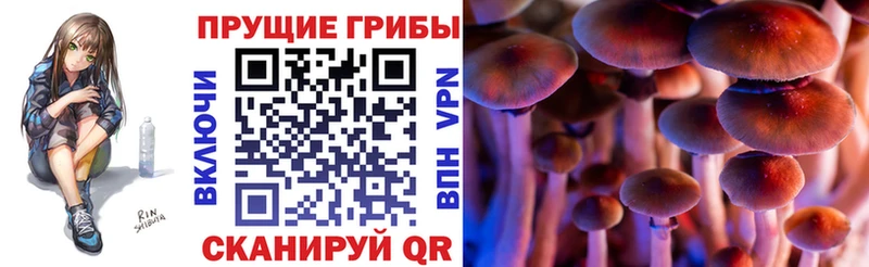 дарнет шоп  Шуя  Псилоцибиновые грибы ЛСД 